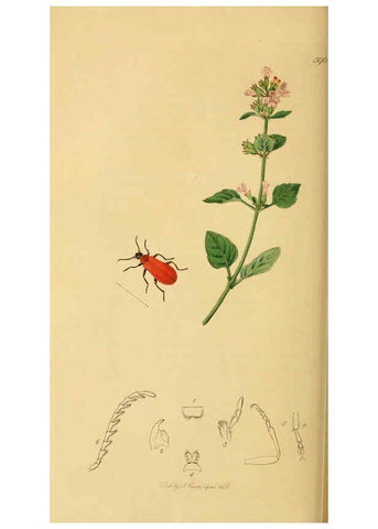 Reproducción/Reproduction 6021873765: British entomology. v.2 London,Printed for the author,1823-40