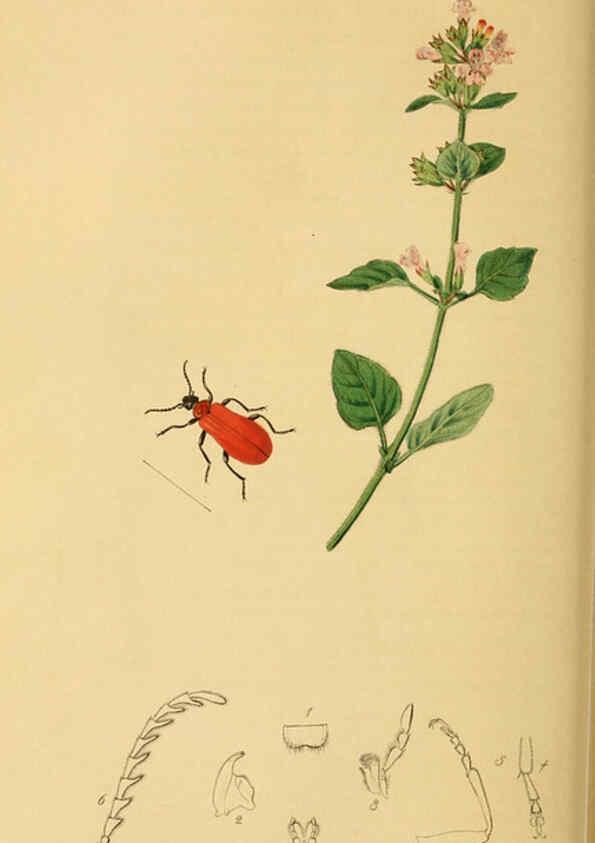 Reproducción/Reproduction 6021873765: British entomology. v.2 London,Printed for the author,1823-40