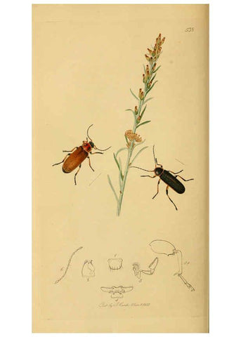 Reproducción/Reproduction 6021873049: British entomology. v.2 London,Printed for the author,1823-40
