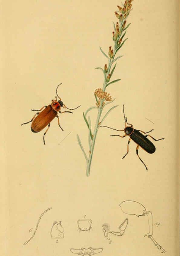 Reproducción/Reproduction 6021873049: British entomology. v.2 London,Printed for the author,1823-40