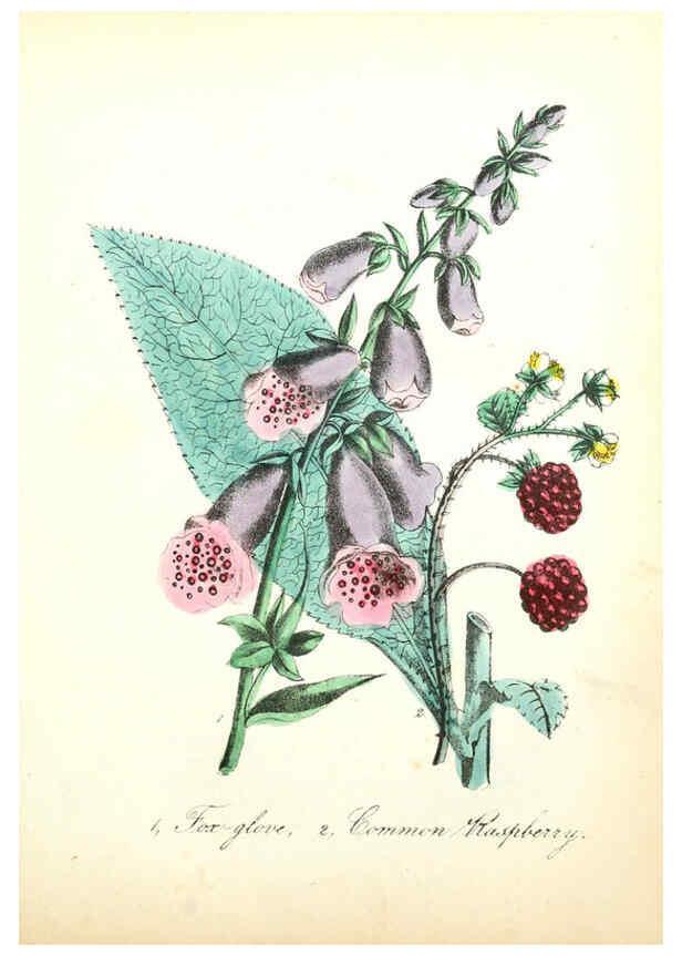 Reproducción/Reproduction 6021772885: The American flora. v.1 New York :Hull & Spencer,1855
