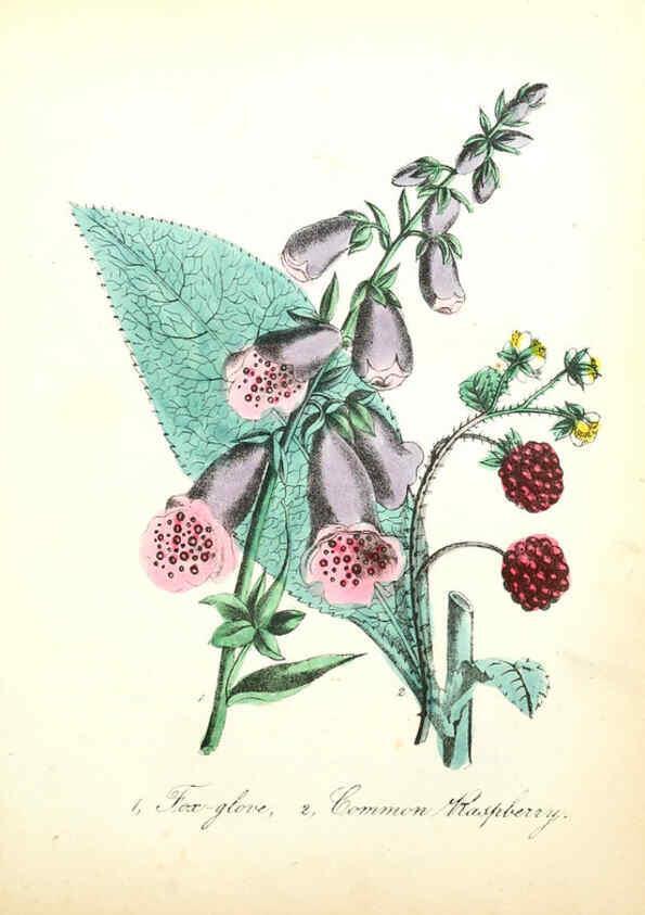 Reproducción/Reproduction 6021772885: The American flora. v.1 New York :Hull & Spencer,1855