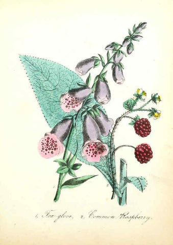 Reproducción/Reproduction 6021772885: The American flora. v.1 New York :Hull & Spencer,1855