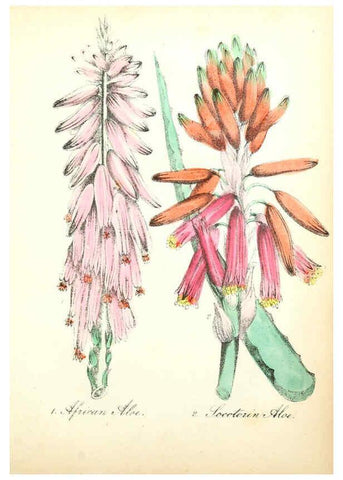 Reproducción/Reproduction 6022329218: The American flora. v.1 New York :Hull & Spencer,1855