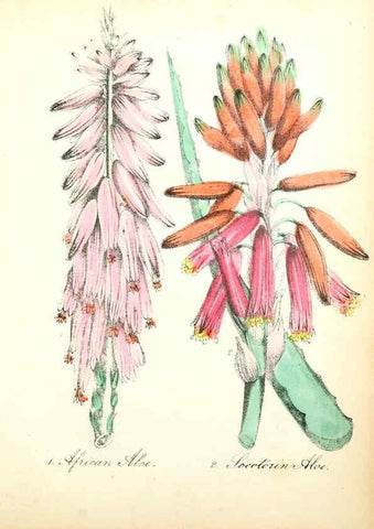 Reproducción/Reproduction 6022329218: The American flora. v.1 New York :Hull & Spencer,1855