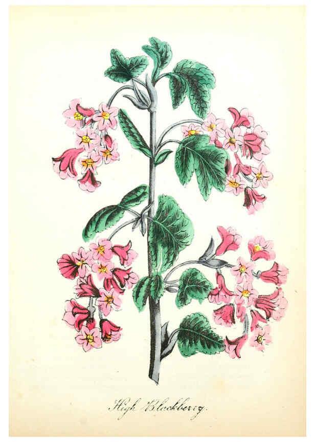 Reproducción/Reproduction 6022329544: The American flora. v.1 New York :Hull & Spencer,1855