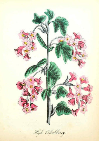 Reproducción/Reproduction 6022329544: The American flora. v.1 New York :Hull & Spencer,1855