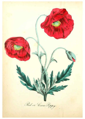 Reproducción/Reproduction 6022329916: The American flora. v.1 New York :Hull & Spencer,1855