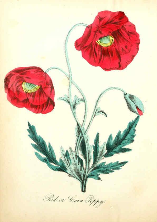 Reproducción/Reproduction 6022329916: The American flora. v.1 New York :Hull & Spencer,1855