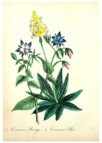 Reproducción/Reproduction 6022330448: The American flora. v.1 New York :Hull & Spencer,1855