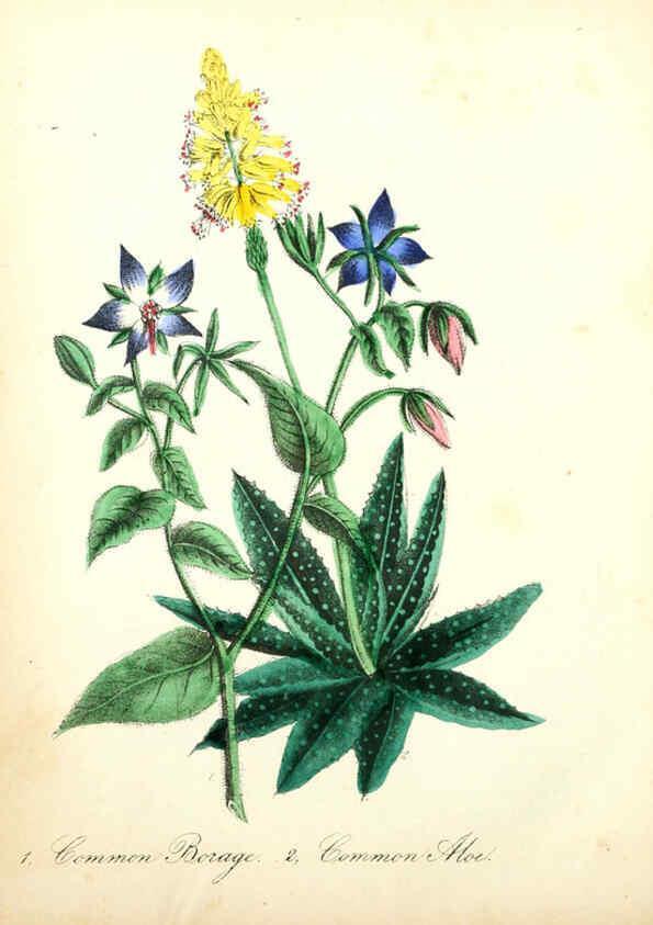 Reproducción/Reproduction 6022330448: The American flora. v.1 New York :Hull & Spencer,1855