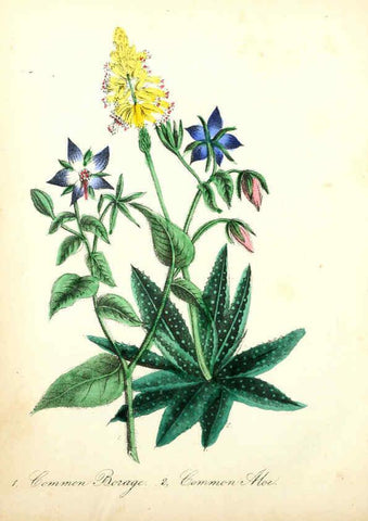 Reproducción/Reproduction 6022330448: The American flora. v.1 New York :Hull & Spencer,1855