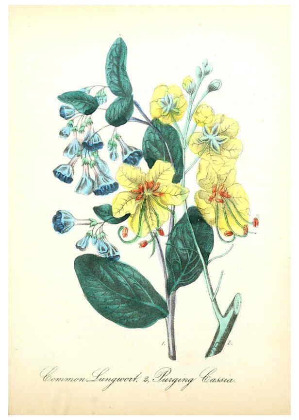 Reproducción/Reproduction 6022330980: The American flora. v.1 New York :Hull & Spencer,1855