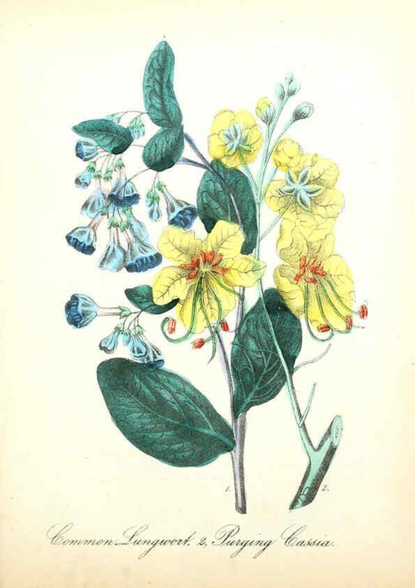 Reproducción/Reproduction 6022330980: The American flora. v.1 New York :Hull & Spencer,1855