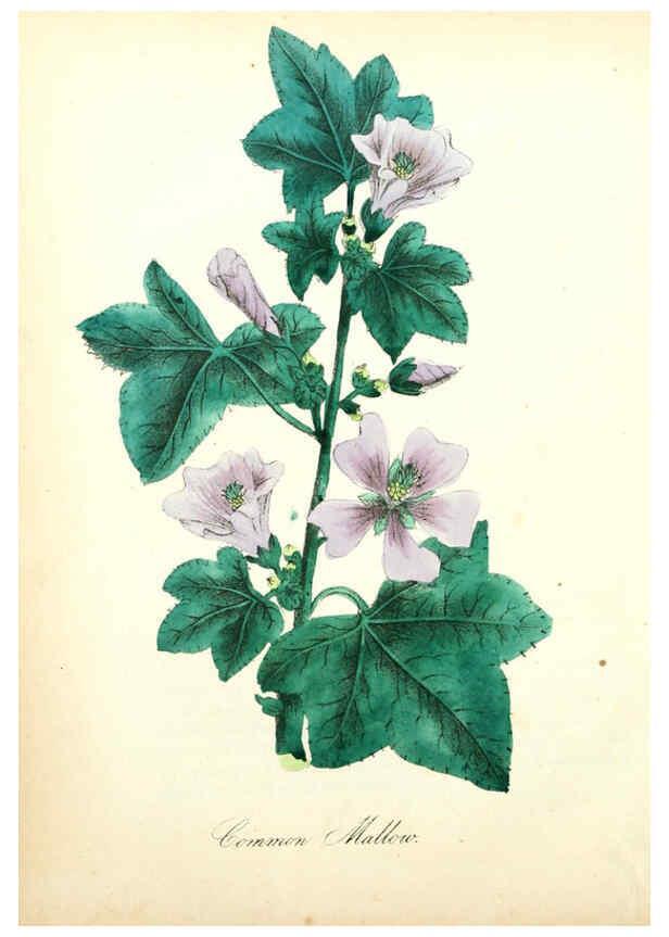 Reproducción/Reproduction 6021775615: The American flora. v.1 New York :Hull & Spencer,1855