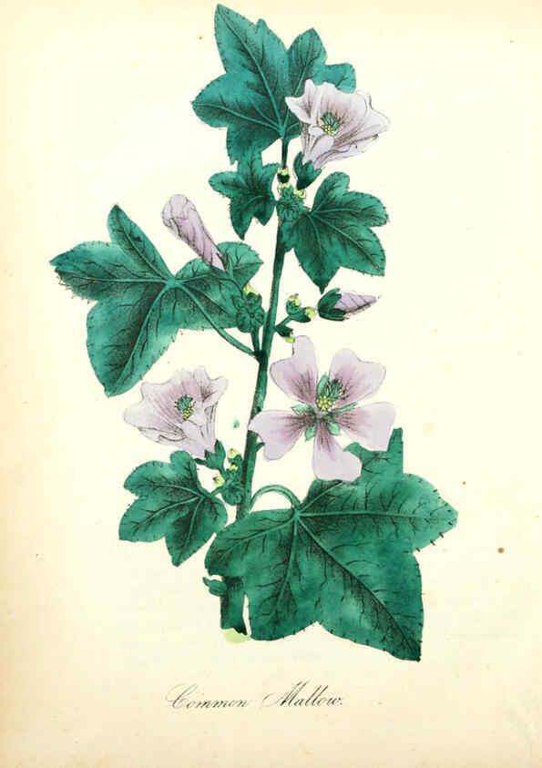Reproducción/Reproduction 6021775615: The American flora. v.1 New York :Hull & Spencer,1855