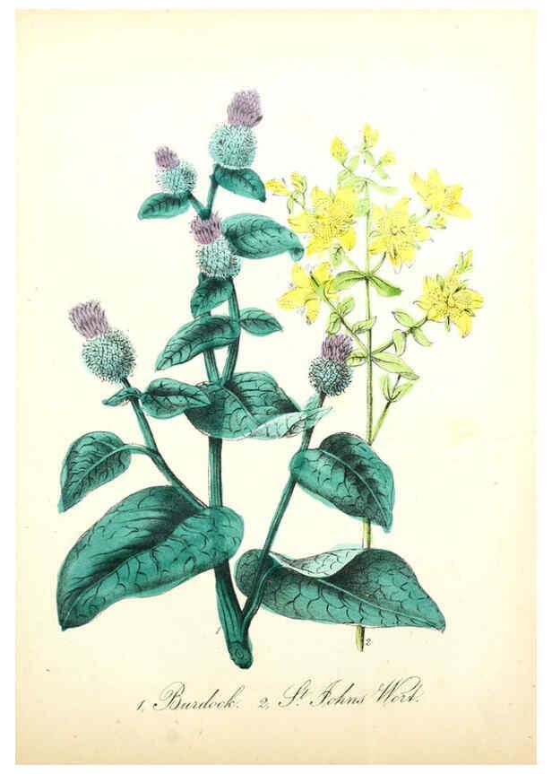 Reproducción/Reproduction 6021776021: The American flora. v.1 New York :Hull & Spencer,1855