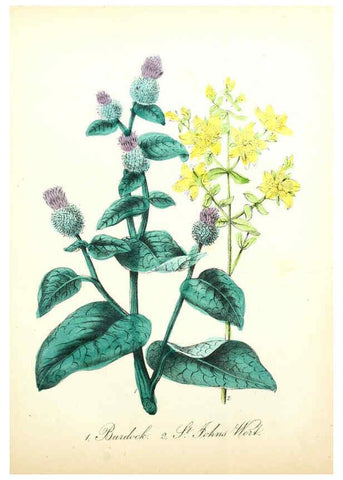 Reproducción/Reproduction 6021776021: The American flora. v.1 New York :Hull & Spencer,1855