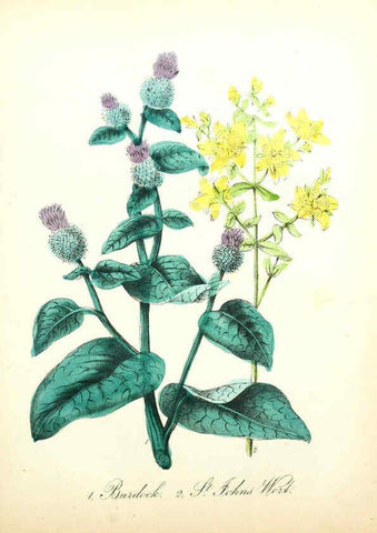 Reproducción/Reproduction 6021776021: The American flora. v.1 New York :Hull & Spencer,1855