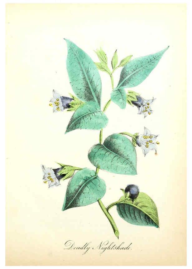 Reproducción/Reproduction 6021776379: The American flora. v.1 New York :Hull & Spencer,1855