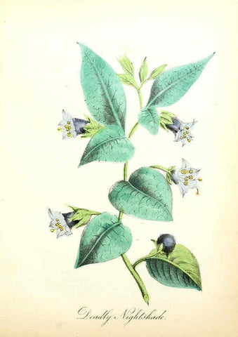Reproducción/Reproduction 6021776379: The American flora. v.1 New York :Hull & Spencer,1855
