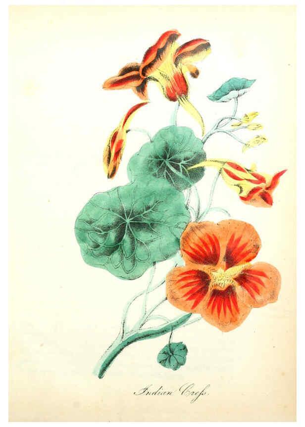 Reproducción/Reproduction 6021776775: The American flora. v.1 New York :Hull & Spencer,1855