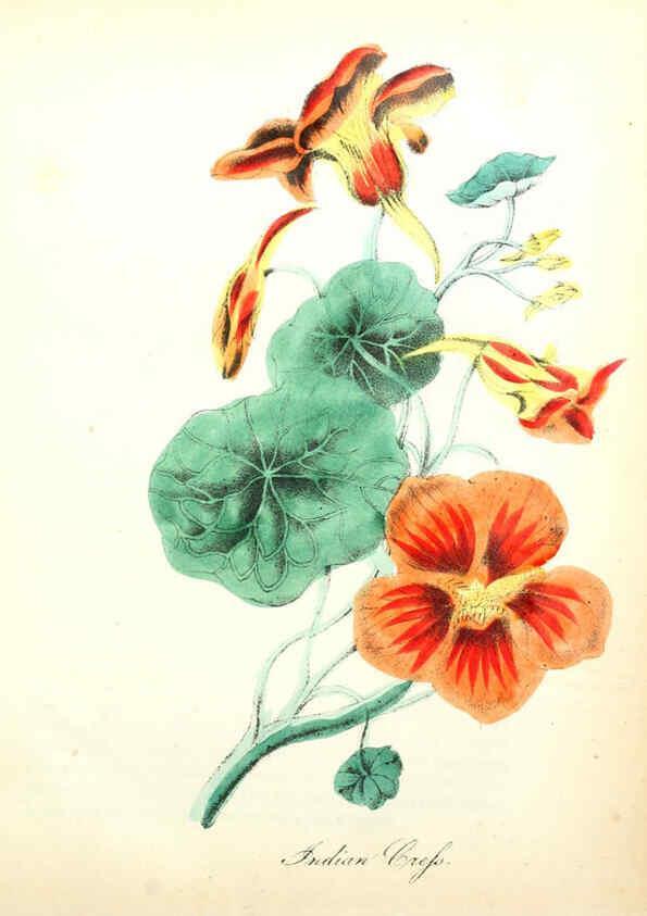 Reproducción/Reproduction 6021776775: The American flora. v.1 New York :Hull & Spencer,1855