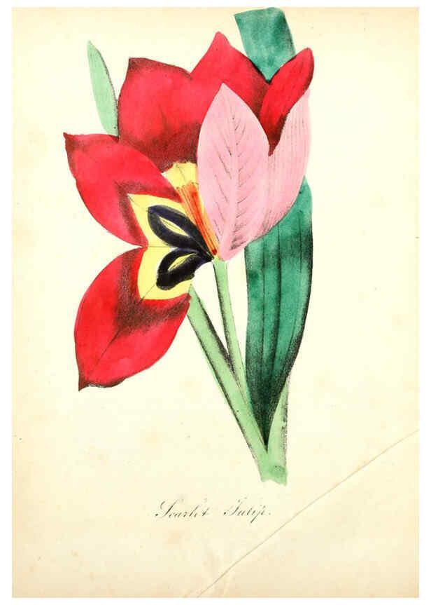 Reproducción/Reproduction 6022332876: The American flora. v.1 New York :Hull & Spencer,1855
