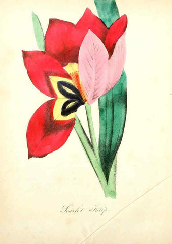 Reproducción/Reproduction 6022332876: The American flora. v.1 New York :Hull & Spencer,1855