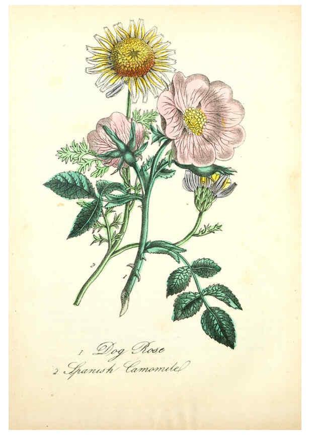 Reproducción/Reproduction 6021777617: The American flora. v.1 New York :Hull & Spencer,1855
