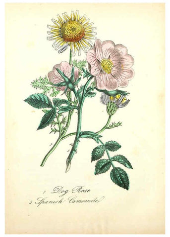 Reproducción/Reproduction 6021777617: The American flora. v.1 New York :Hull & Spencer,1855