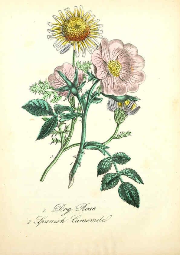 Reproducción/Reproduction 6021777617: The American flora. v.1 New York :Hull & Spencer,1855