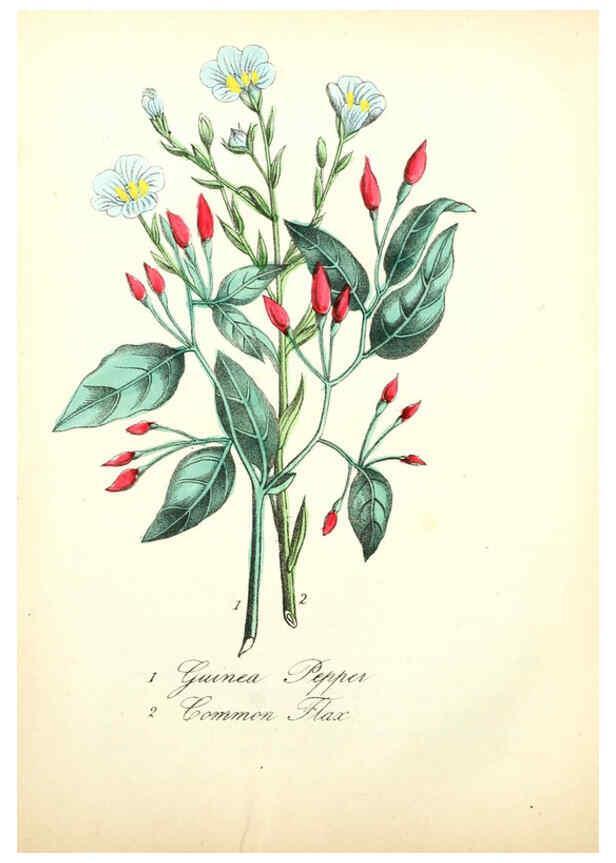 Reproducción/Reproduction 6021778465: The American flora. v.1 New York :Hull & Spencer,1855