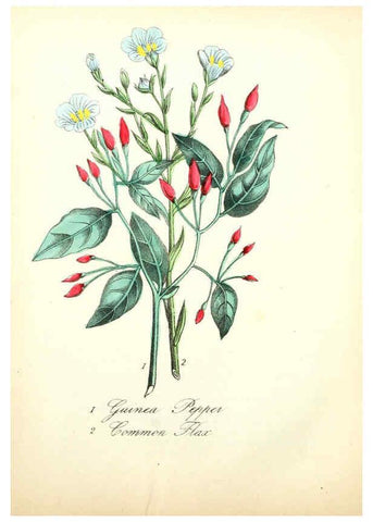 Reproducción/Reproduction 6021778465: The American flora. v.1 New York :Hull & Spencer,1855