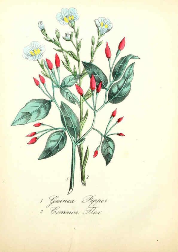 Reproducción/Reproduction 6021778465: The American flora. v.1 New York :Hull & Spencer,1855