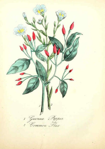 Reproducción/Reproduction 6021778465: The American flora. v.1 New York :Hull & Spencer,1855