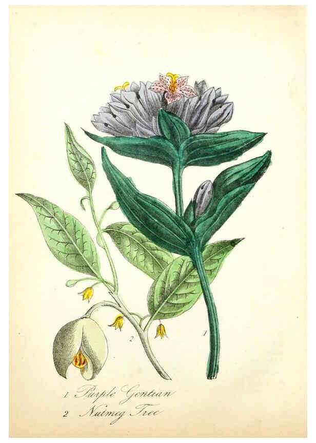 Reproducción/Reproduction 6022334536: The American flora. v.1 New York :Hull & Spencer,1855