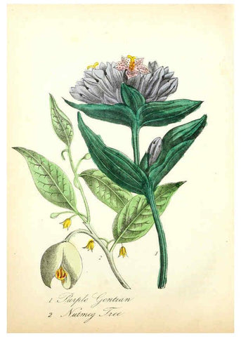Reproducción/Reproduction 6022334536: The American flora. v.1 New York :Hull & Spencer,1855