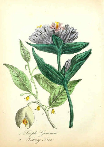 Reproducción/Reproduction 6022334536: The American flora. v.1 New York :Hull & Spencer,1855