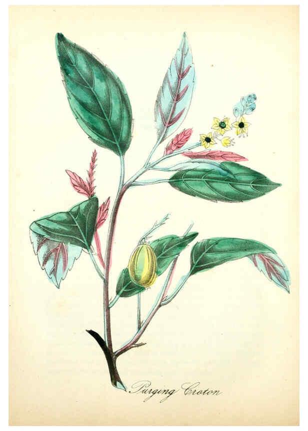 Reproducción/Reproduction 6022334832: The American flora. v.1 New York :Hull & Spencer,1855