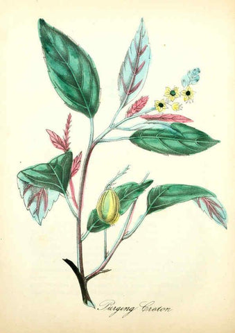 Reproducción/Reproduction 6022334832: The American flora. v.1 New York :Hull & Spencer,1855