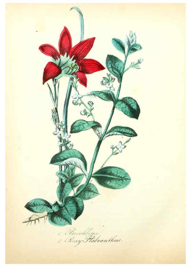 Reproducción/Reproduction 6022335228: The American flora. v.1 New York :Hull & Spencer,1855