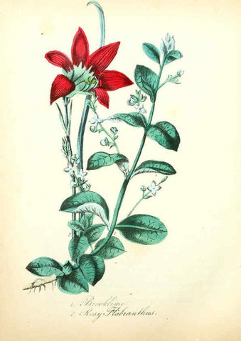 Reproducción/Reproduction 6022335228: The American flora. v.1 New York :Hull & Spencer,1855