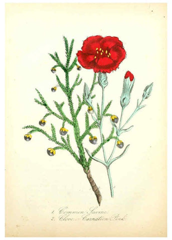 Reproducción/Reproduction 6021779789: The American flora. v.1 New York :Hull & Spencer,1855