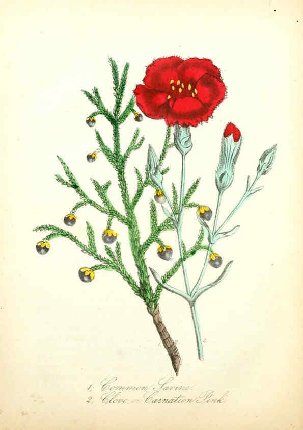 Reproducción/Reproduction 6021779789: The American flora. v.1 New York :Hull & Spencer,1855