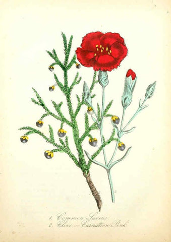 Reproducción/Reproduction 6021779789: The American flora. v.1 New York :Hull & Spencer,1855