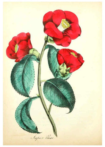 Reproducción/Reproduction 6021772629: The American flora. v.1 New York :Hull & Spencer,1855