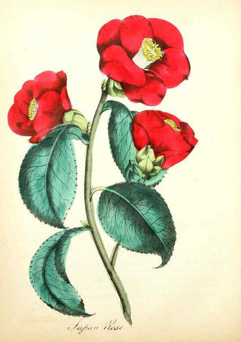 Reproducción/Reproduction 6021772629: The American flora. v.1 New York :Hull & Spencer,1855