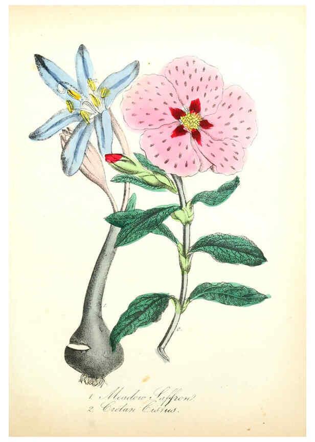 Reproducción/Reproduction 6021780191: The American flora. v.1 New York :Hull & Spencer,1855