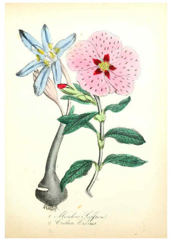 Reproducción/Reproduction 6021780191: The American flora. v.1 New York :Hull & Spencer,1855